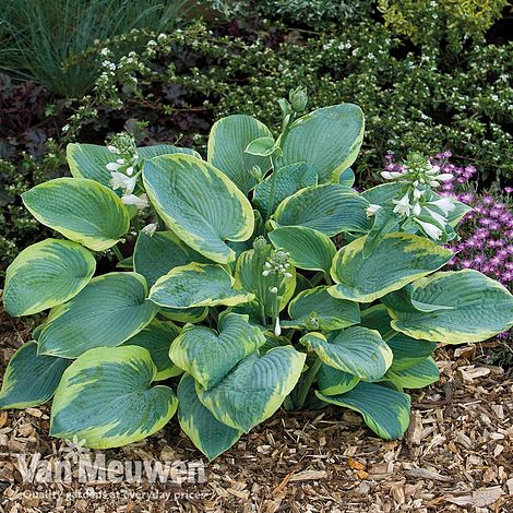 Hosta 'Frances Williams'