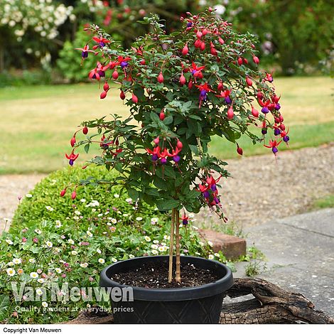 Fuchsia 'Angela' (Hardy) (Standard)