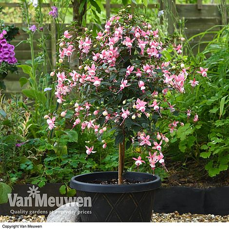 Fuchsia 'Elma' (Standard)