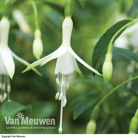 van meuwen voucher