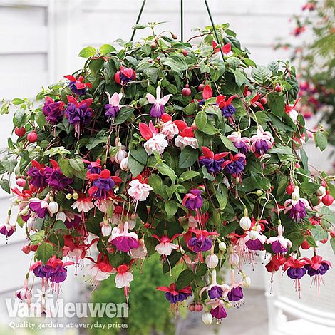 Fuchsia Trailing Pre-Planted Basket