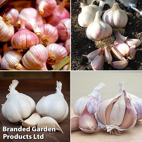Garlic Lovers Collection (Autumn Planting)