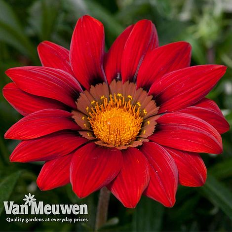 Gazania 'Red Shades'