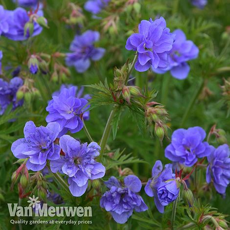 Geranium pratense 'Azure Skies'