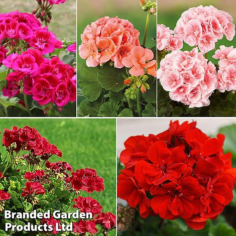 Giant Geranium Bumper Collection