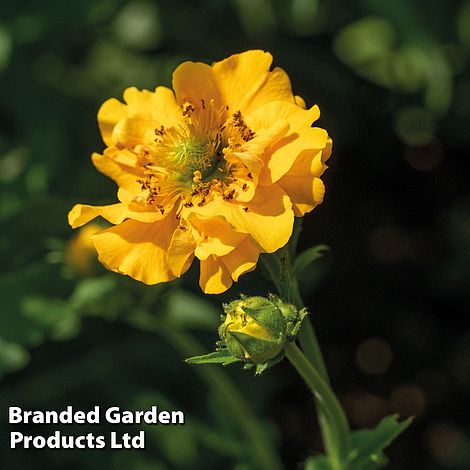 Geum 'Lady Stratheden'