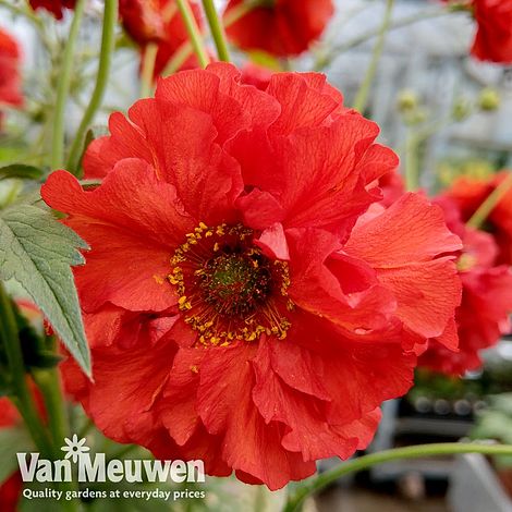 Geum 'Samba Sunset'