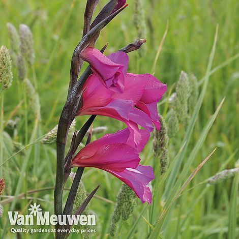 Gladiolus communis subsp. byzantinus