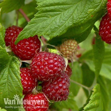 Raspberry 'Glen Fyne' (Summer fruiting)