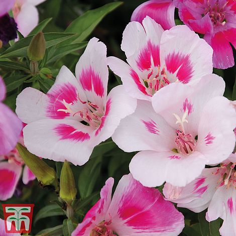 Godetia 'Little Frills Mix'