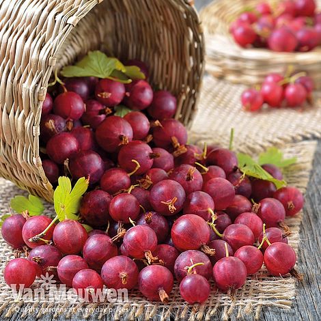 Gooseberry 'Captivator'