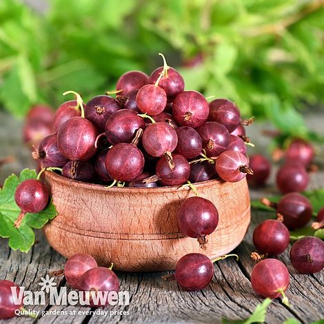 Gooseberry 'Giggles Red'