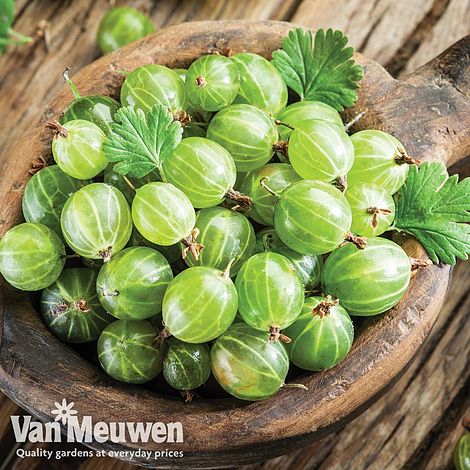 Gooseberry 'Invicta'