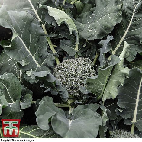 Broccoli 'Green Magic' (Calabrese)