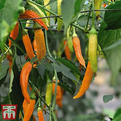 Chilli Pepper 'Havana Gold'