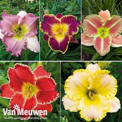 Hemerocallis Collection