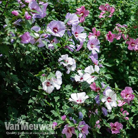 Hibiscus 'Tricolour'