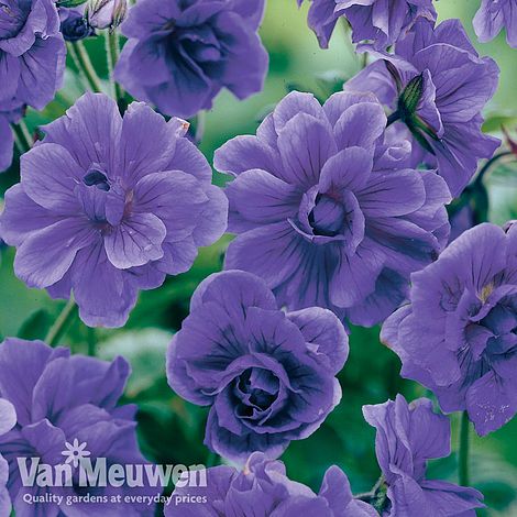 Geranium himalayense 'Plenum' (Hardy)