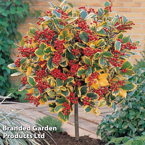 Holly 'Golden King' (Standard Tree)