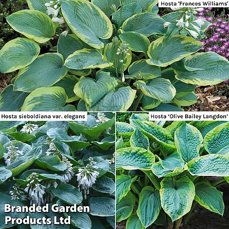 Hosta 'Giant Leaved Mix'