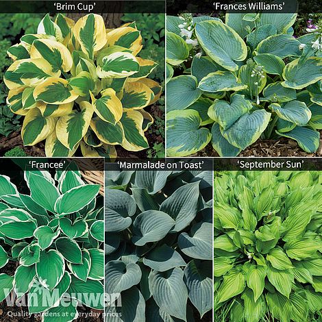 Hardy Hosta Collection