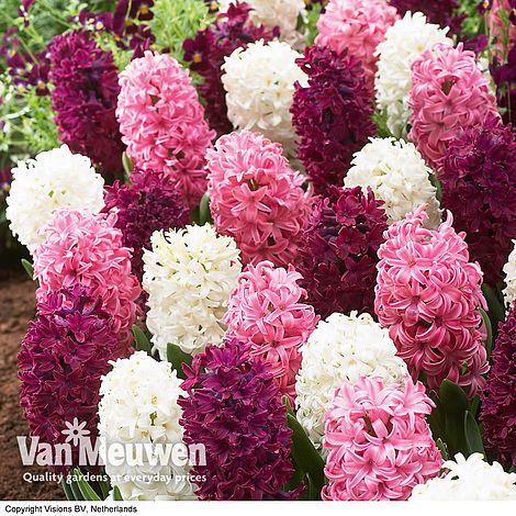 Hyacinth 'Pretty in Pink' Mix