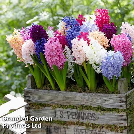 Hyacinth Breeders Selection