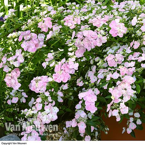 Hydrangea 'French Bolero'