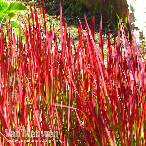 Imperata cylindrica 'Red Baron'