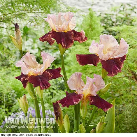 Iris 'Cranberry Swirl'