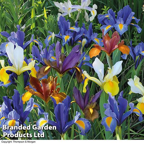 Iris 'Dutch Mixed'