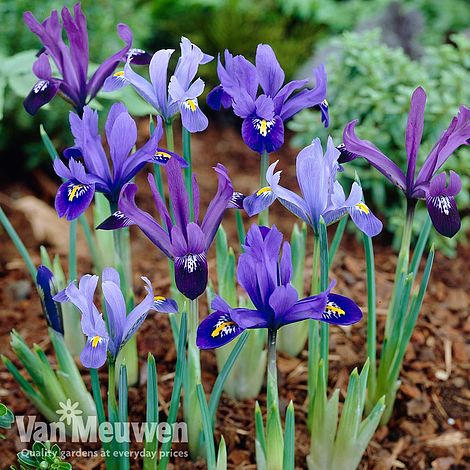 Iris reticulata