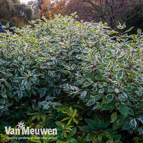 Cornus alba 'Ivory Halo'