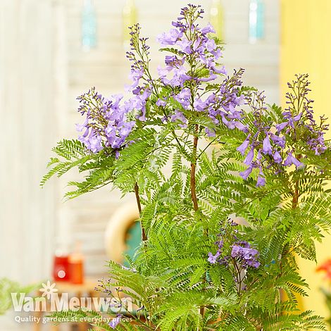 Jacaranda 'Bonsai Blue'