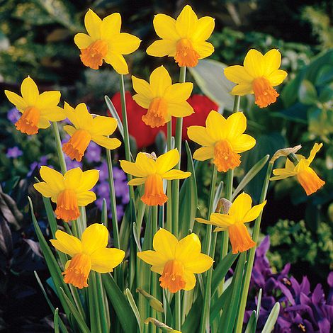 Daffodil 'Jetfire'