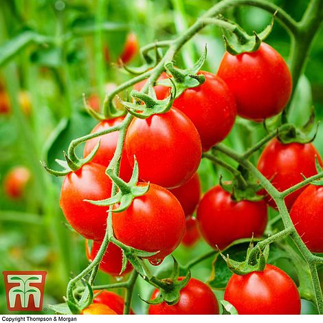 Organic Tomato 'Koralik'