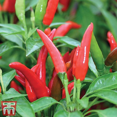 Chilli Pepper 'Krakatoa' F1 Hybrid (Hot)- Kew Collection Seeds