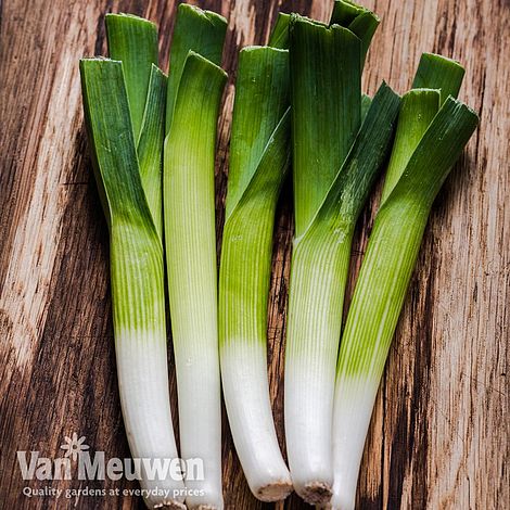 Leek 'Mercurian'