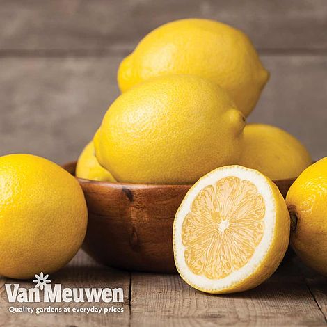 Fruit Meyer Lemon