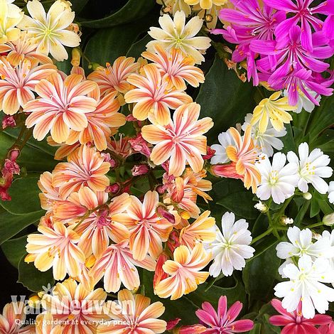 Lewisia 'Elise Mixed'