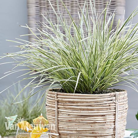 Lomandra 'White Sands'