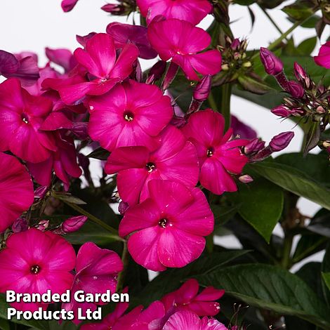 Phlox paniculata Famous Magenta