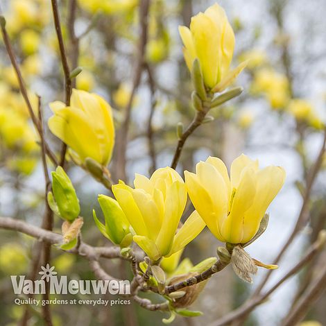 Magnolia 'Yellow Bird'