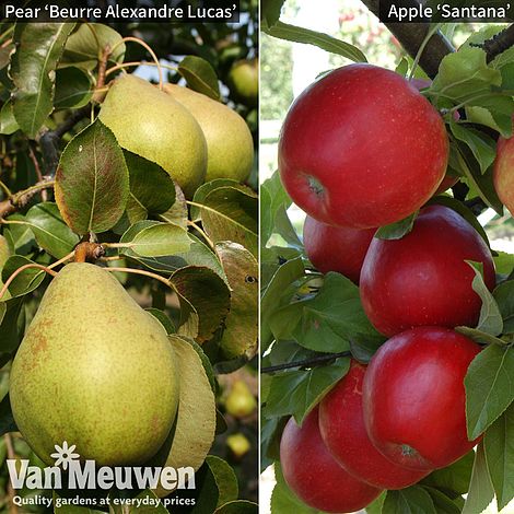 Apple & Pear Duo