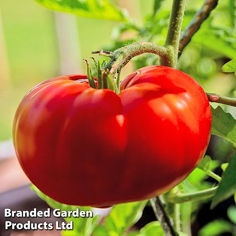 Tomato 'Marmande'