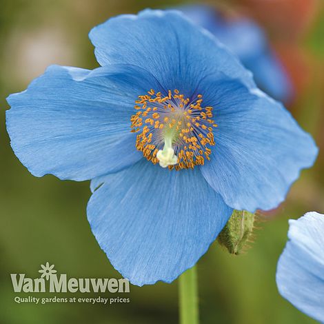 Meconopsis 'Lingholm'