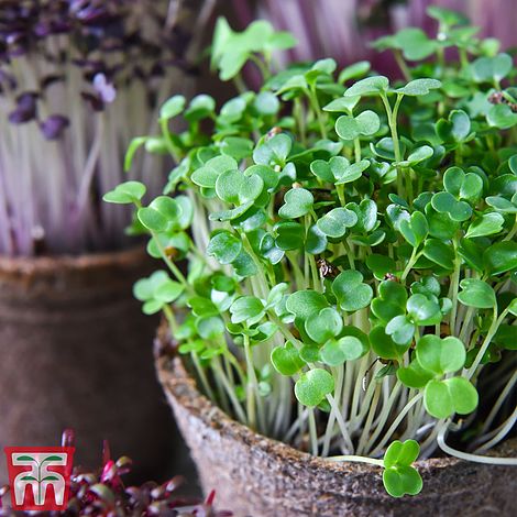 Microgreens Broccoli 'Green'