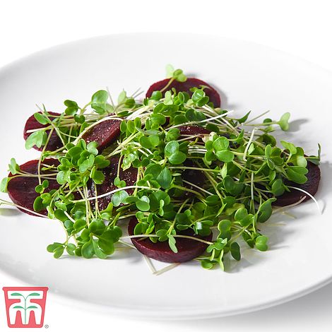 Microgreens Kale 'Nero di Toscana'