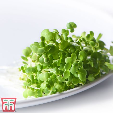 Microgreens Mizuna 'Green Mix'