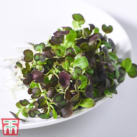 Microgreens Pak Choi 'Purple Rain' F1